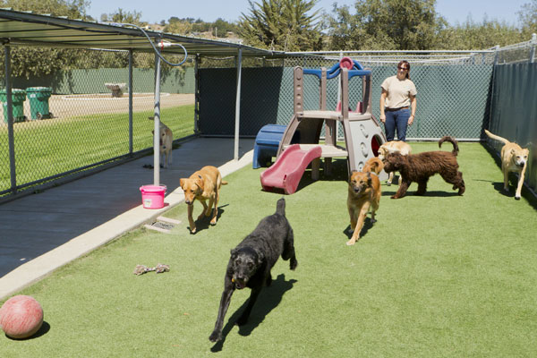Actuel dogs