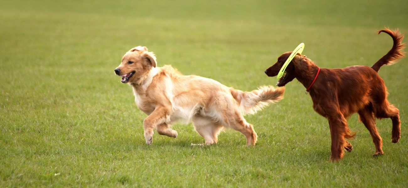 Actuel dogs — photo