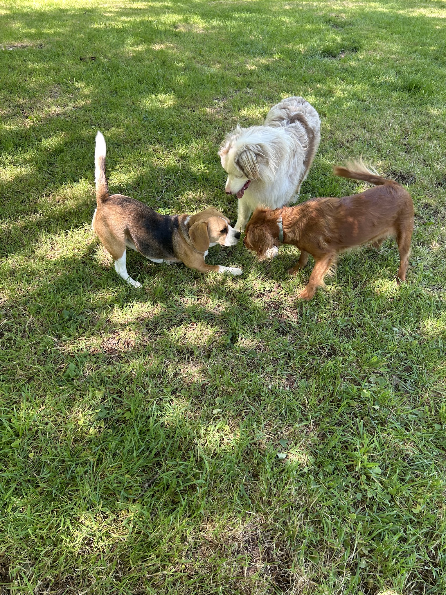 Caniprairie – Parc et centre de loisirs pour chiens — photo