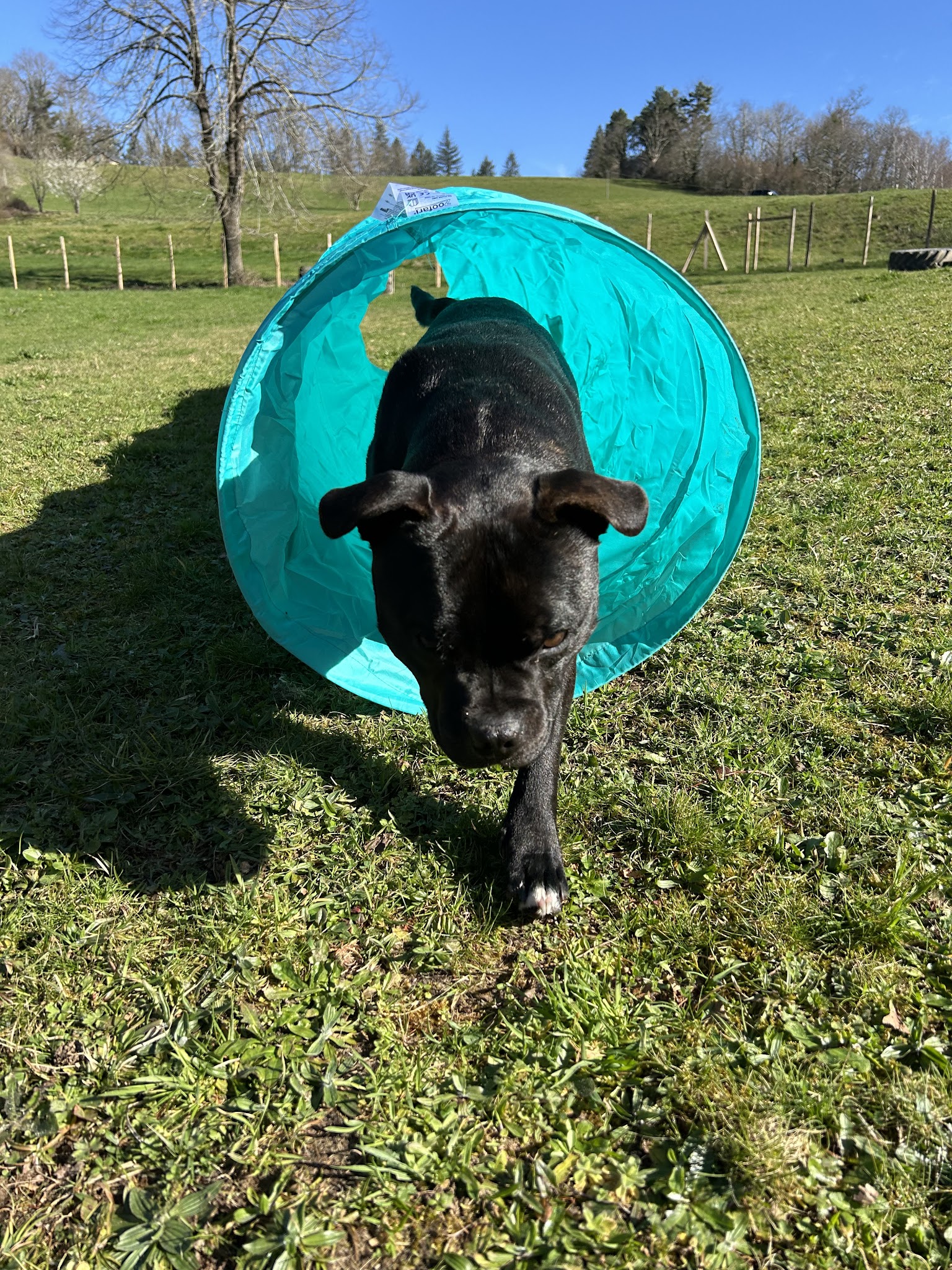 Caniprairie – Parc et centre de loisirs pour chiens — photo