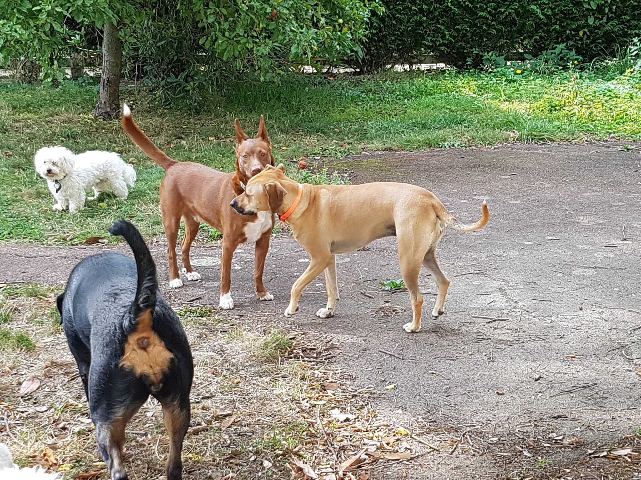 La Co'Lau Dog Saint Mars La Jaille — photo