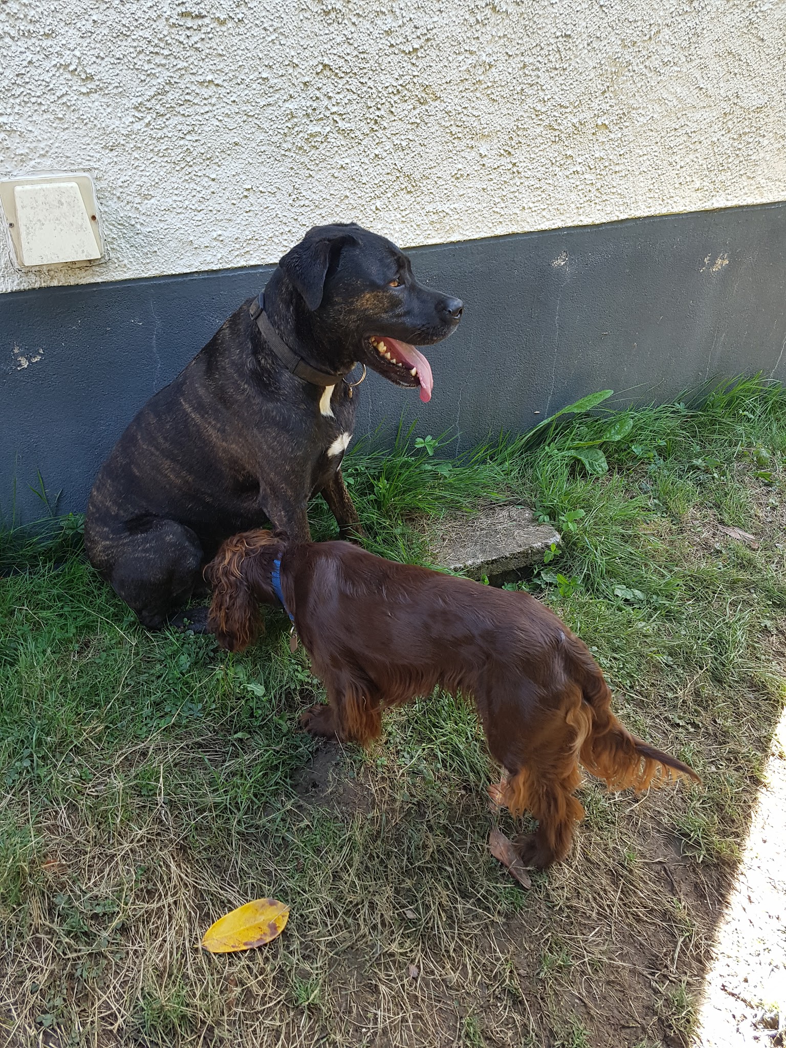 La Co'Lau Dog Saint Mars La Jaille — photo