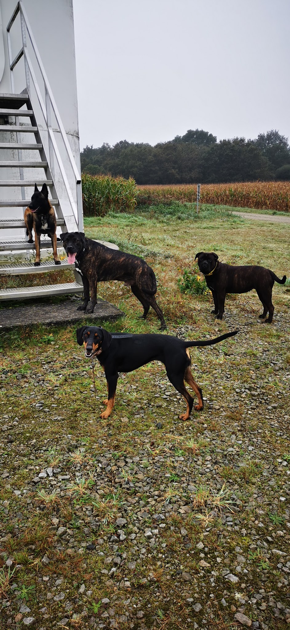 La Co'Lau Dog Saint Mars La Jaille