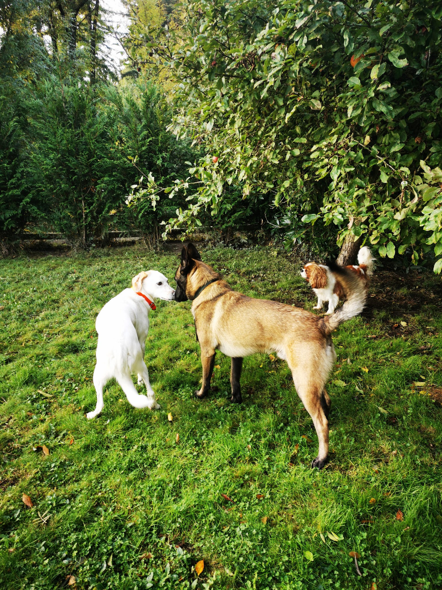La Co'Lau Dog Saint Mars La Jaille — photo