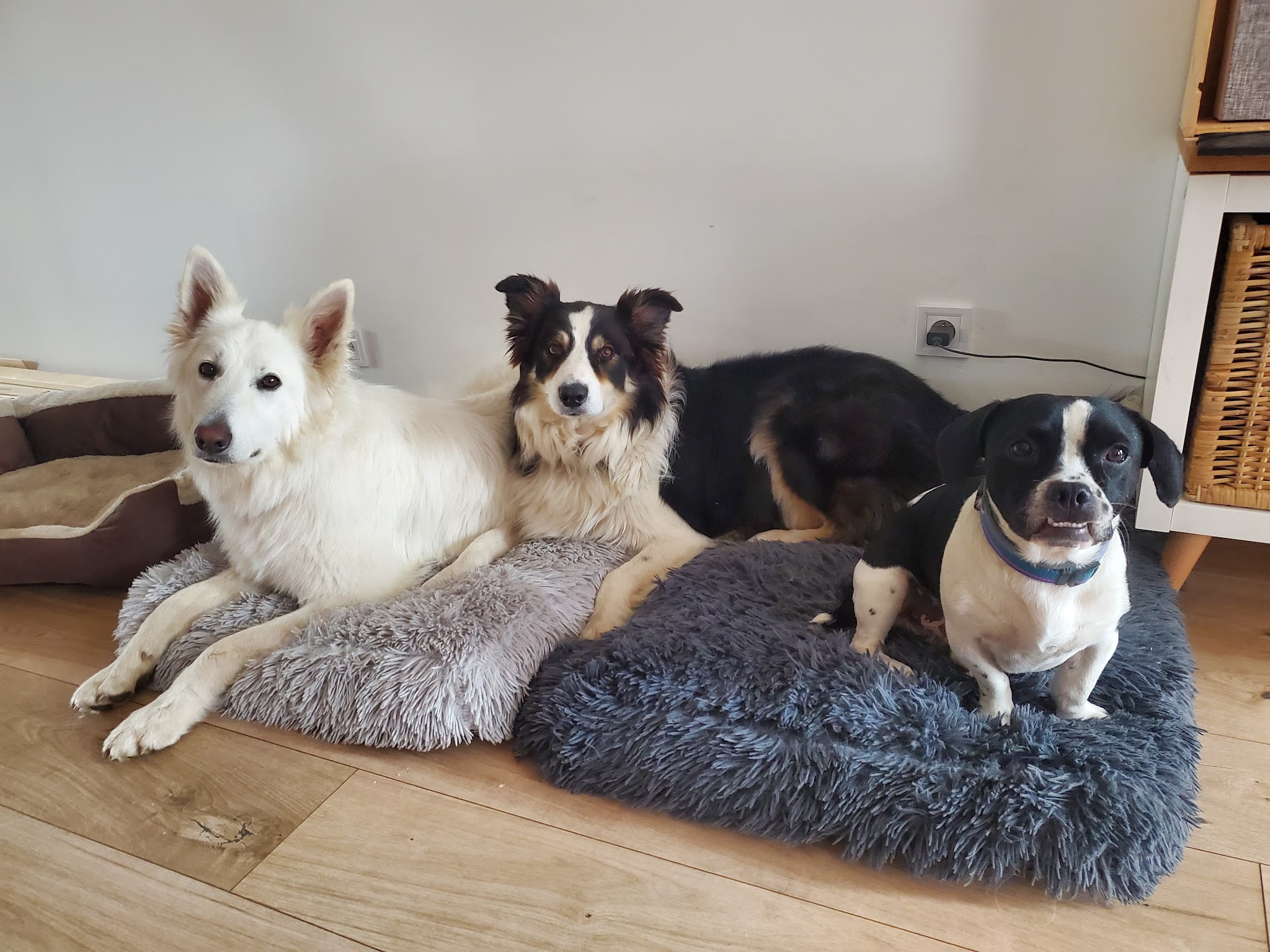 Uni-vers Canin — photo