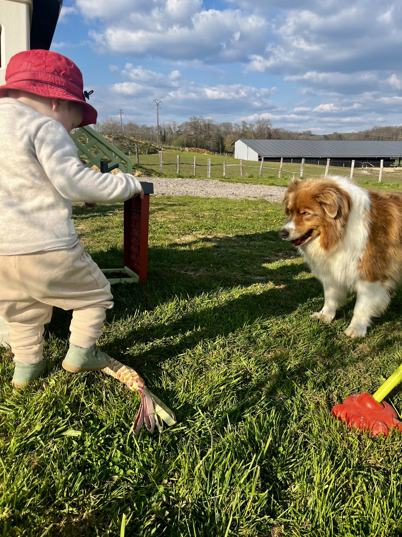 Les 4 pattes à la campagne — photo