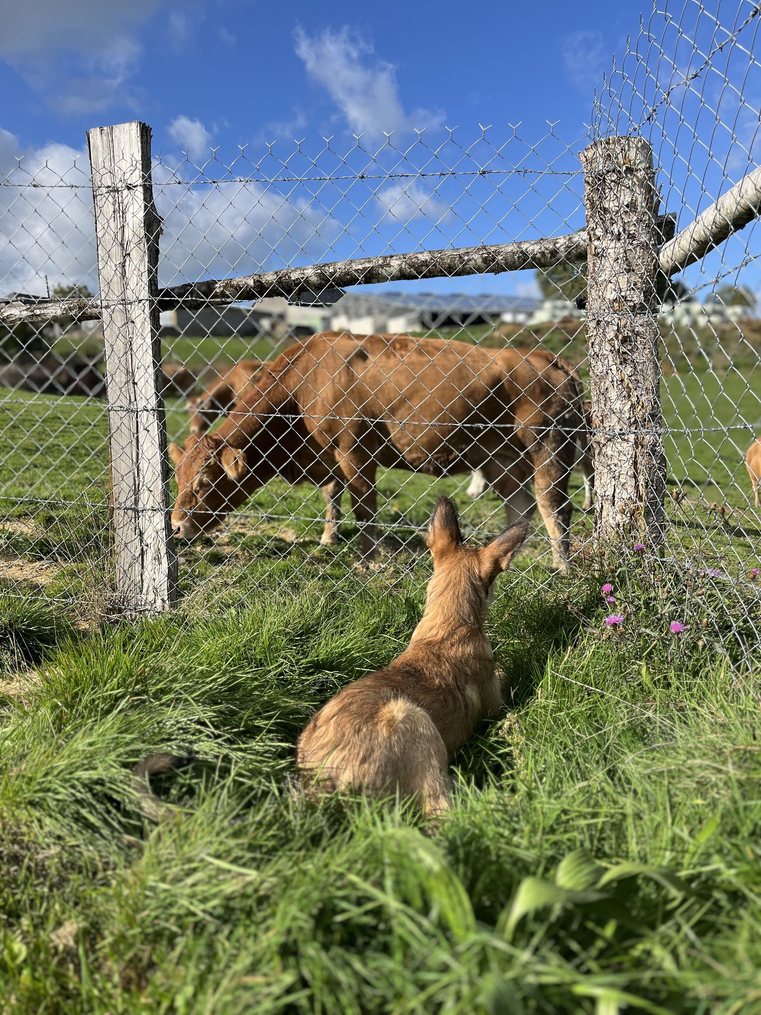 Les 4 pattes à la campagne — photo