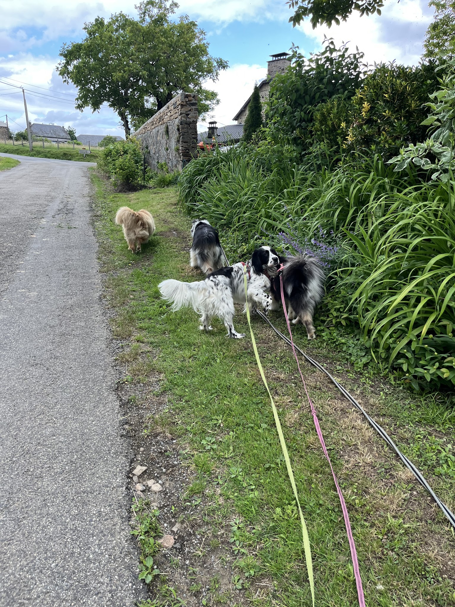 Les 4 pattes à la campagne — photo