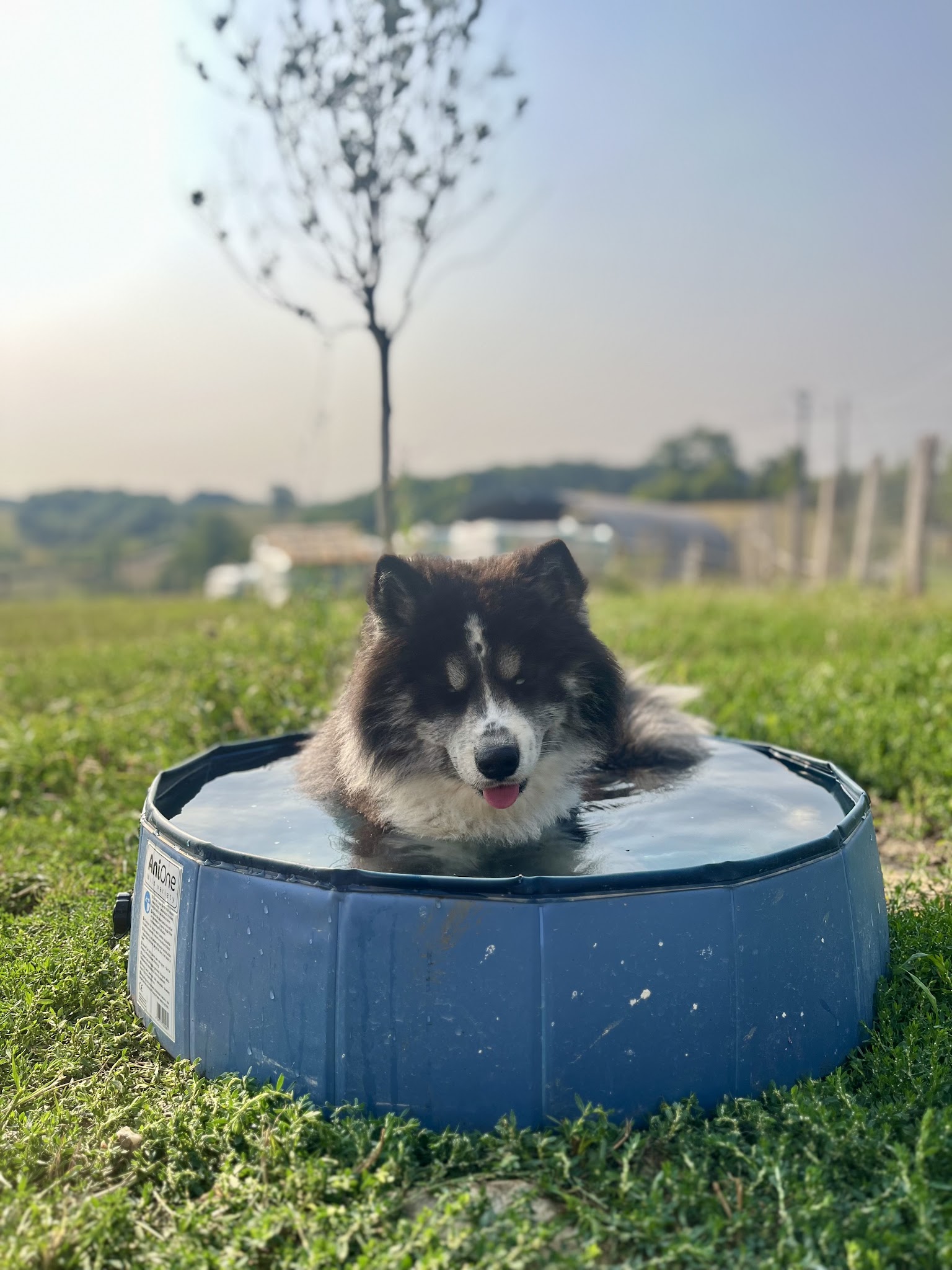 Les 4 pattes à la campagne — photo