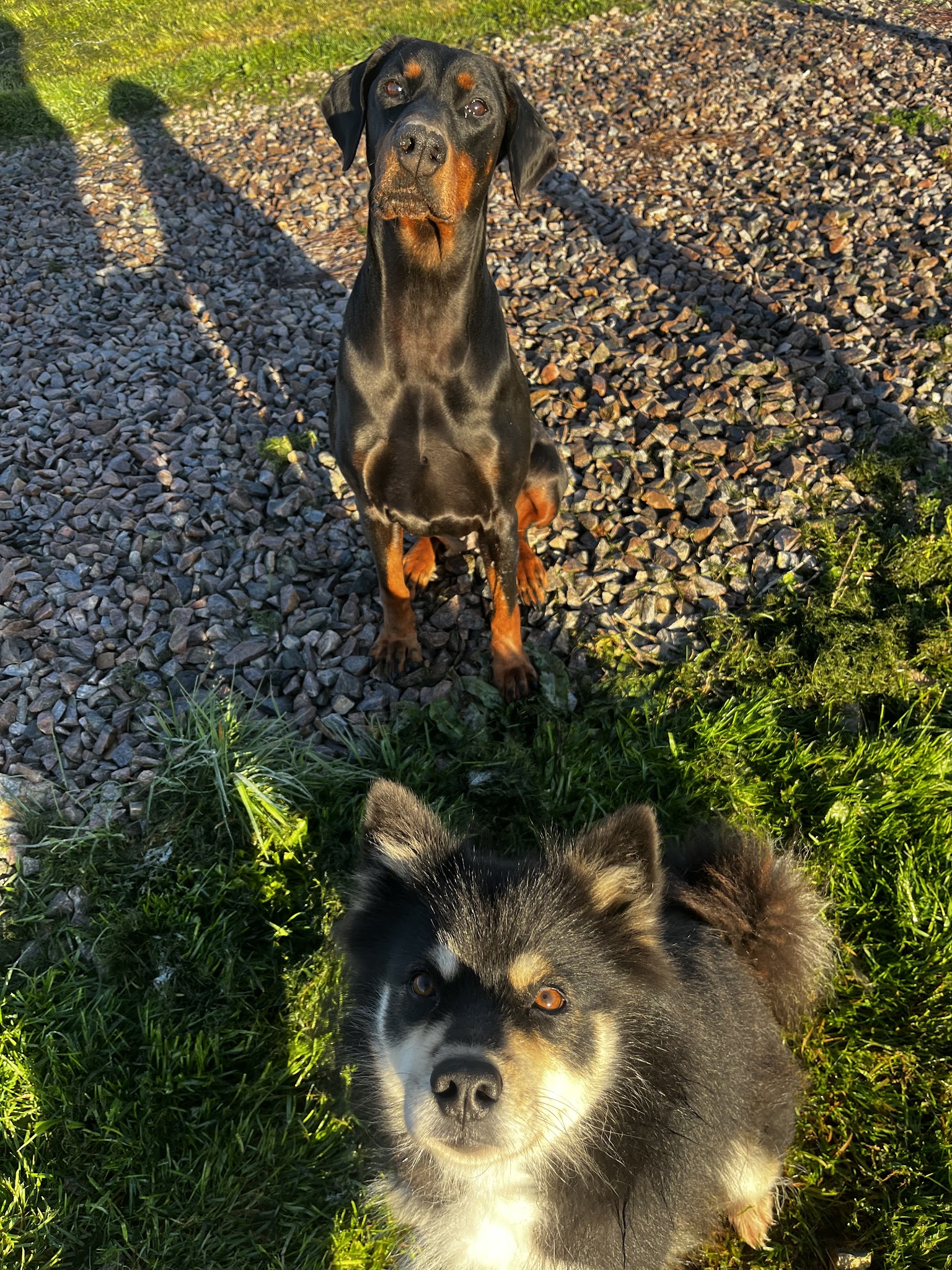 Les 4 pattes à la campagne