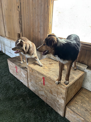 WOOF CLUB garderie