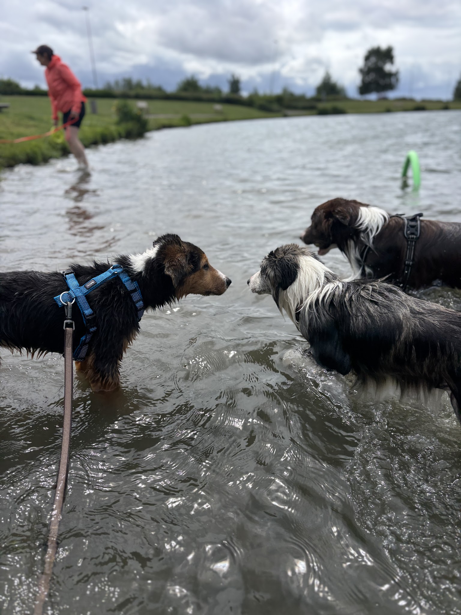 WOOF CLUB garderie — photo