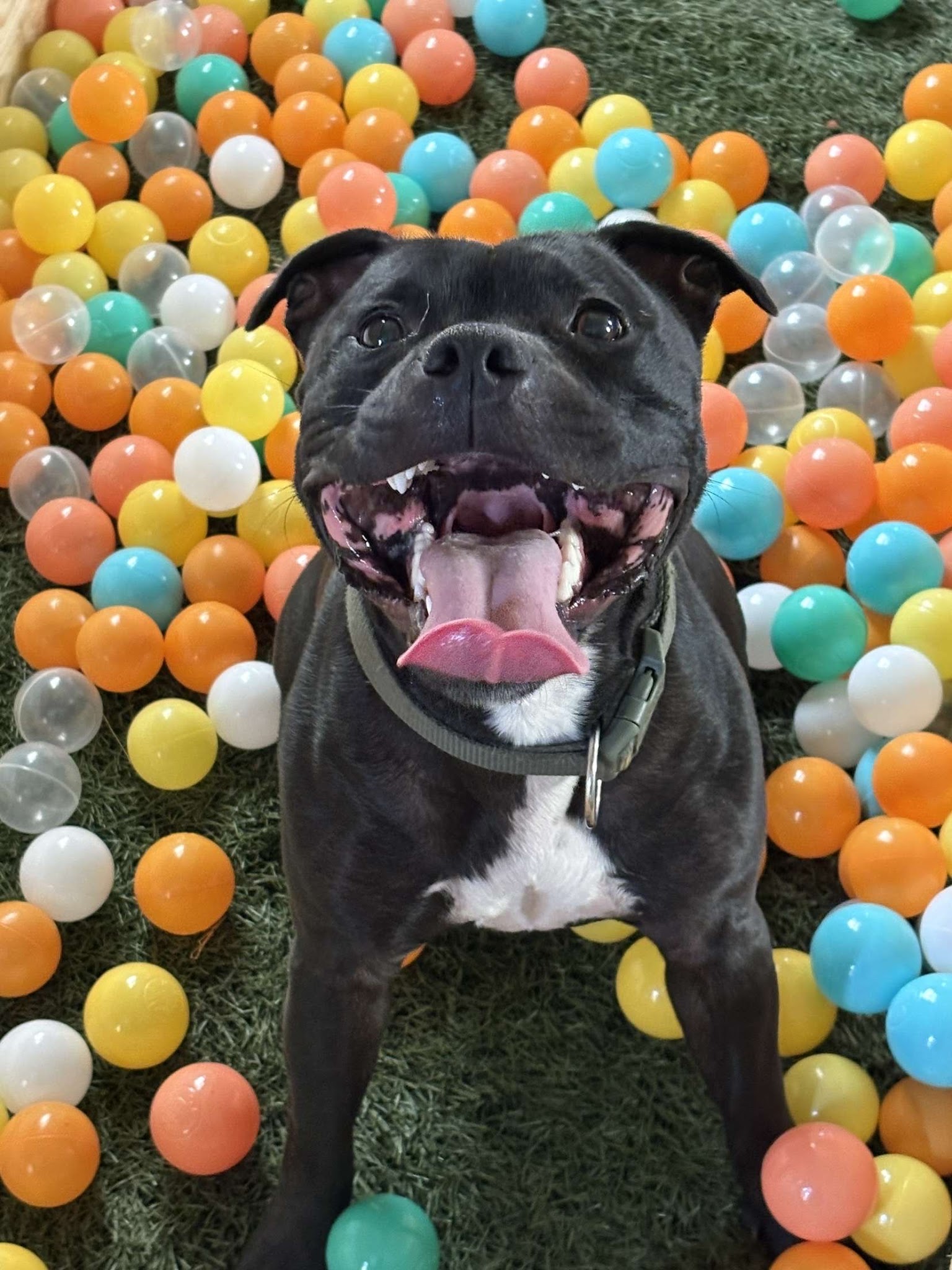 WOOF CLUB garderie — photo
