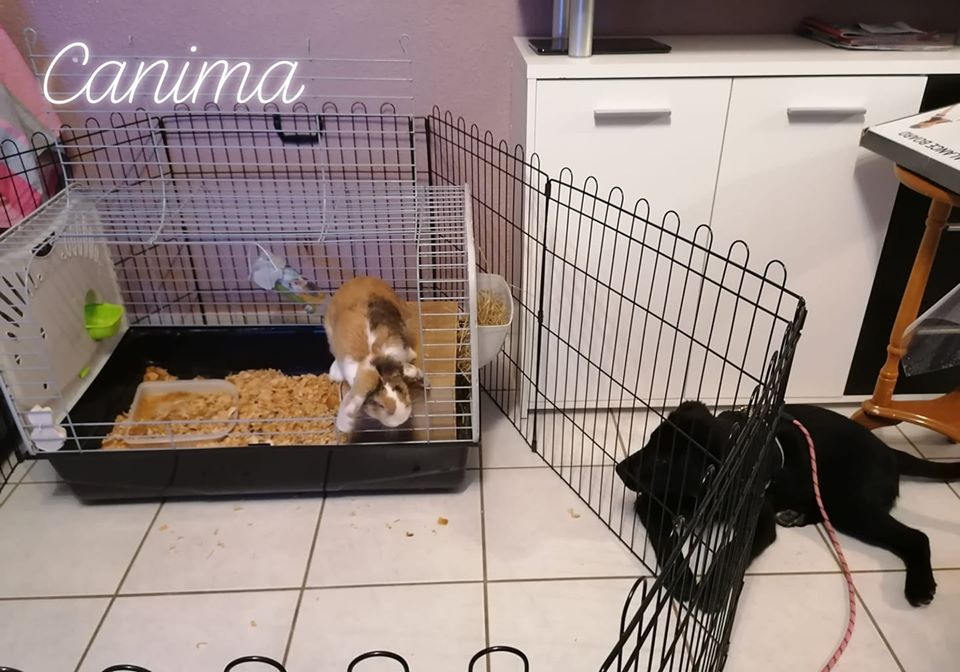 Canima - Education pension loisirs - Chien, chat & NAC — photo