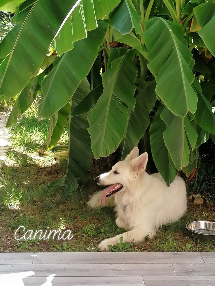 Canima - Education pension loisirs - Chien, chat & NAC — photo