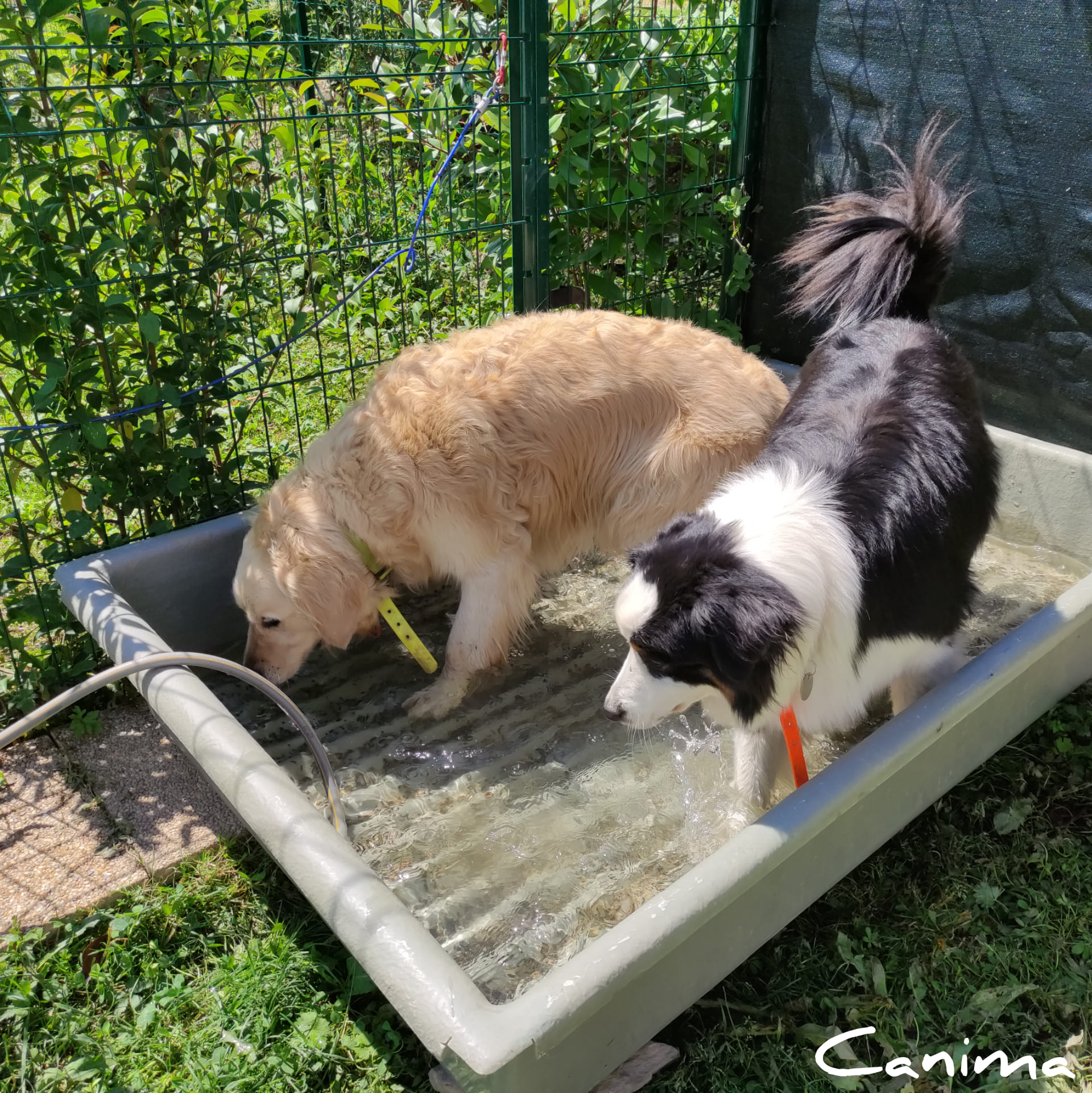 Canima - Education pension loisirs - Chien, chat & NAC — photo