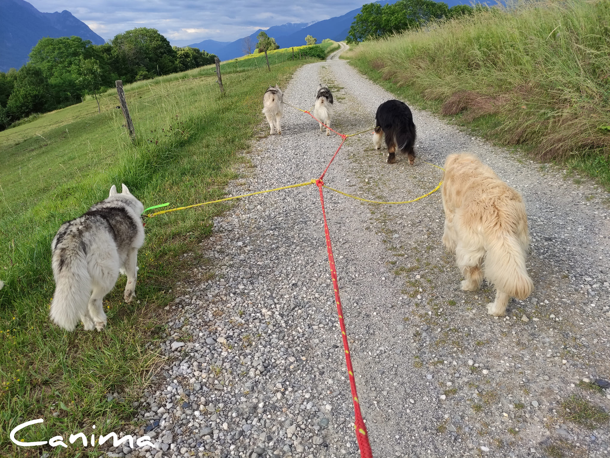 Canima - Education pension loisirs - Chien, chat & NAC — photo