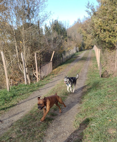 Pension canine Anima'room _ Pension pour chien - garde chien - Pension familiale