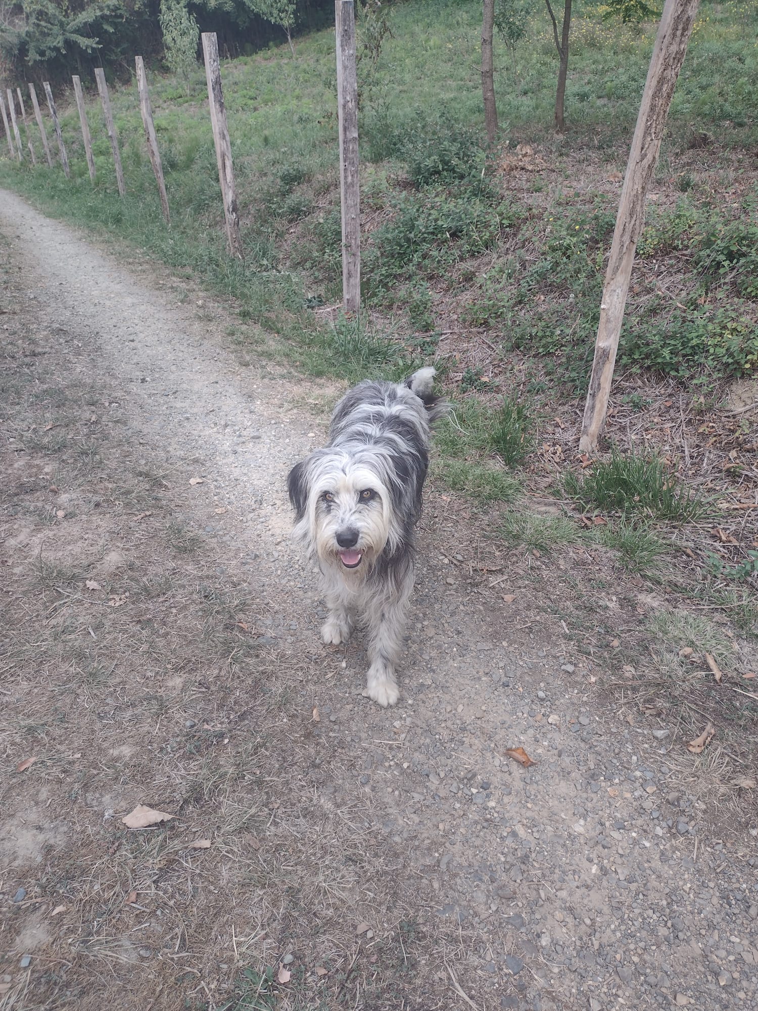 Pension canine Anima'room _ Pension pour chien - garde chien - Pension familiale — photo