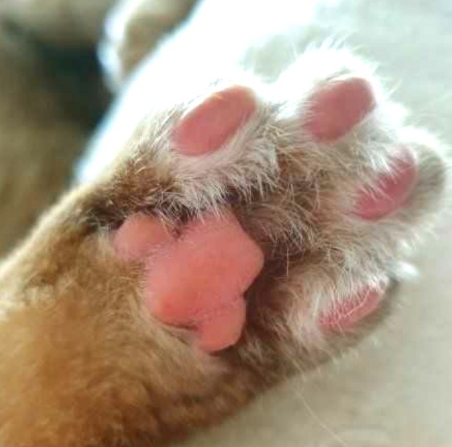 AnimaLove — photo