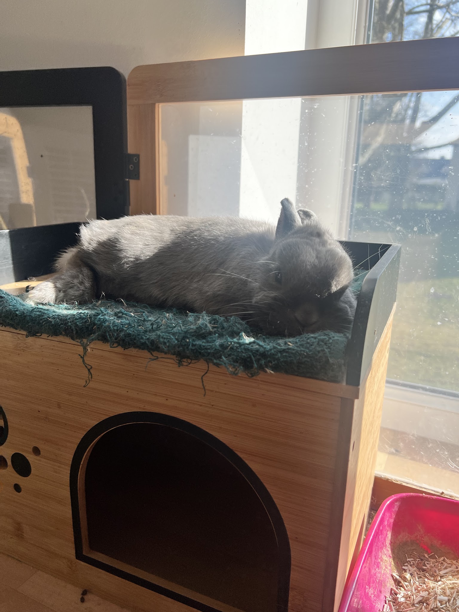 AnimaLove — photo