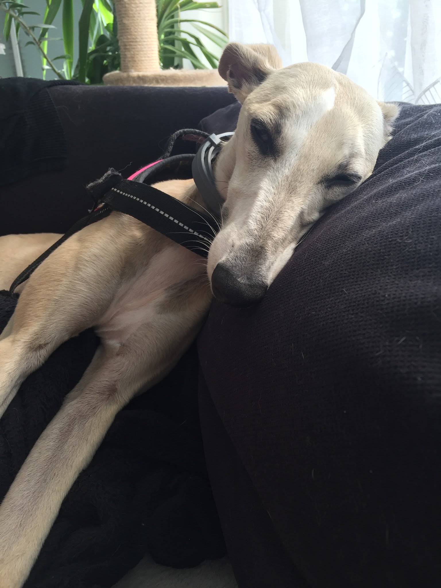 Boules de poils et compagnie - petsitter — photo