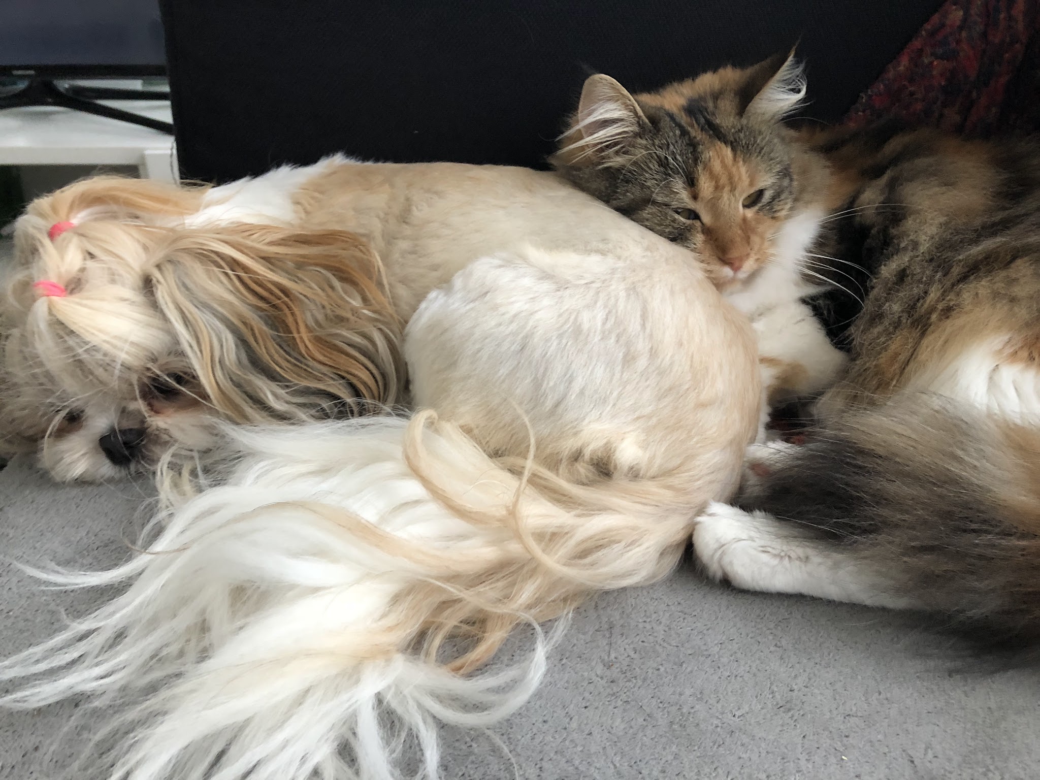 Boules de poils et compagnie - petsitter — photo