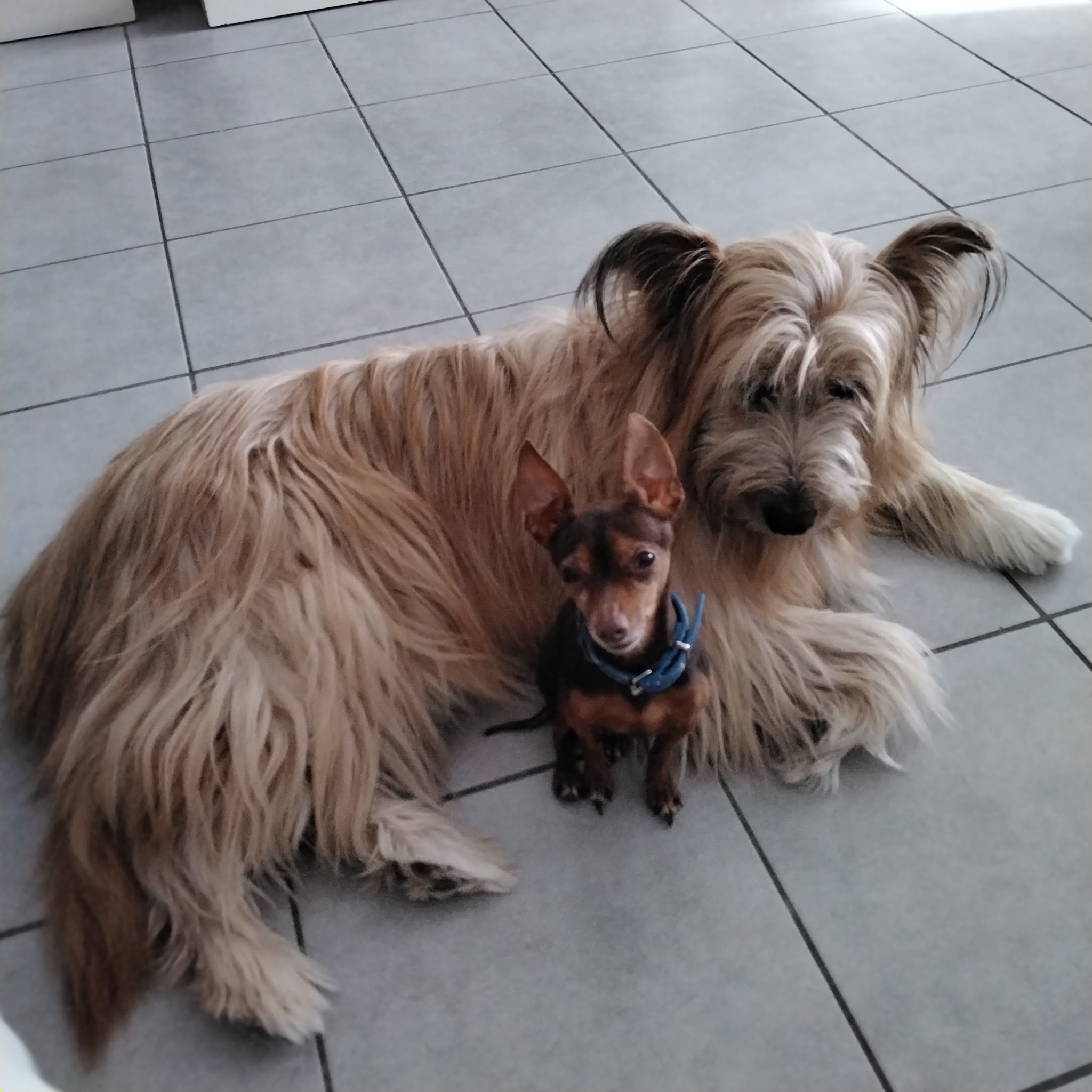 Boules de poils et compagnie - petsitter — photo