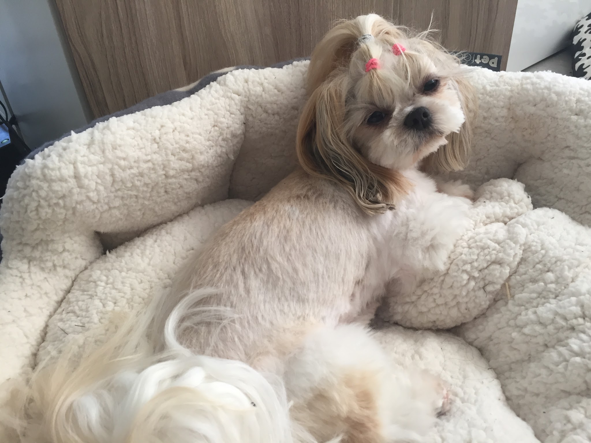 Boules de poils et compagnie - petsitter — photo