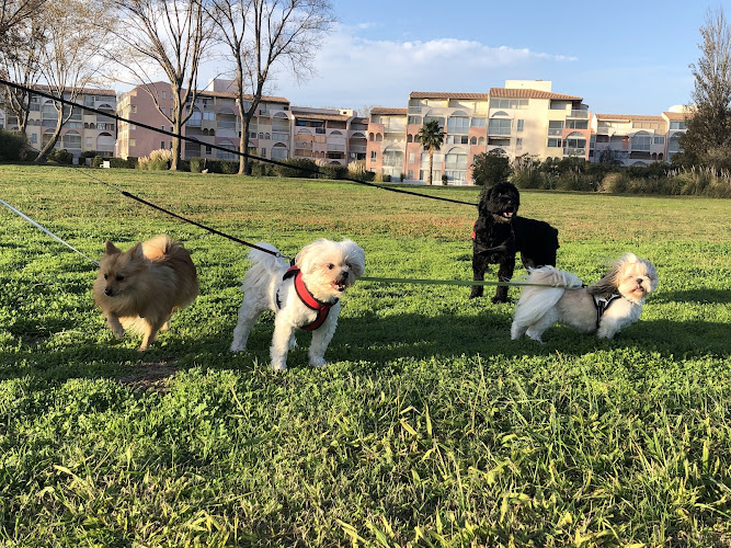 Boules de poils et compagnie - petsitter