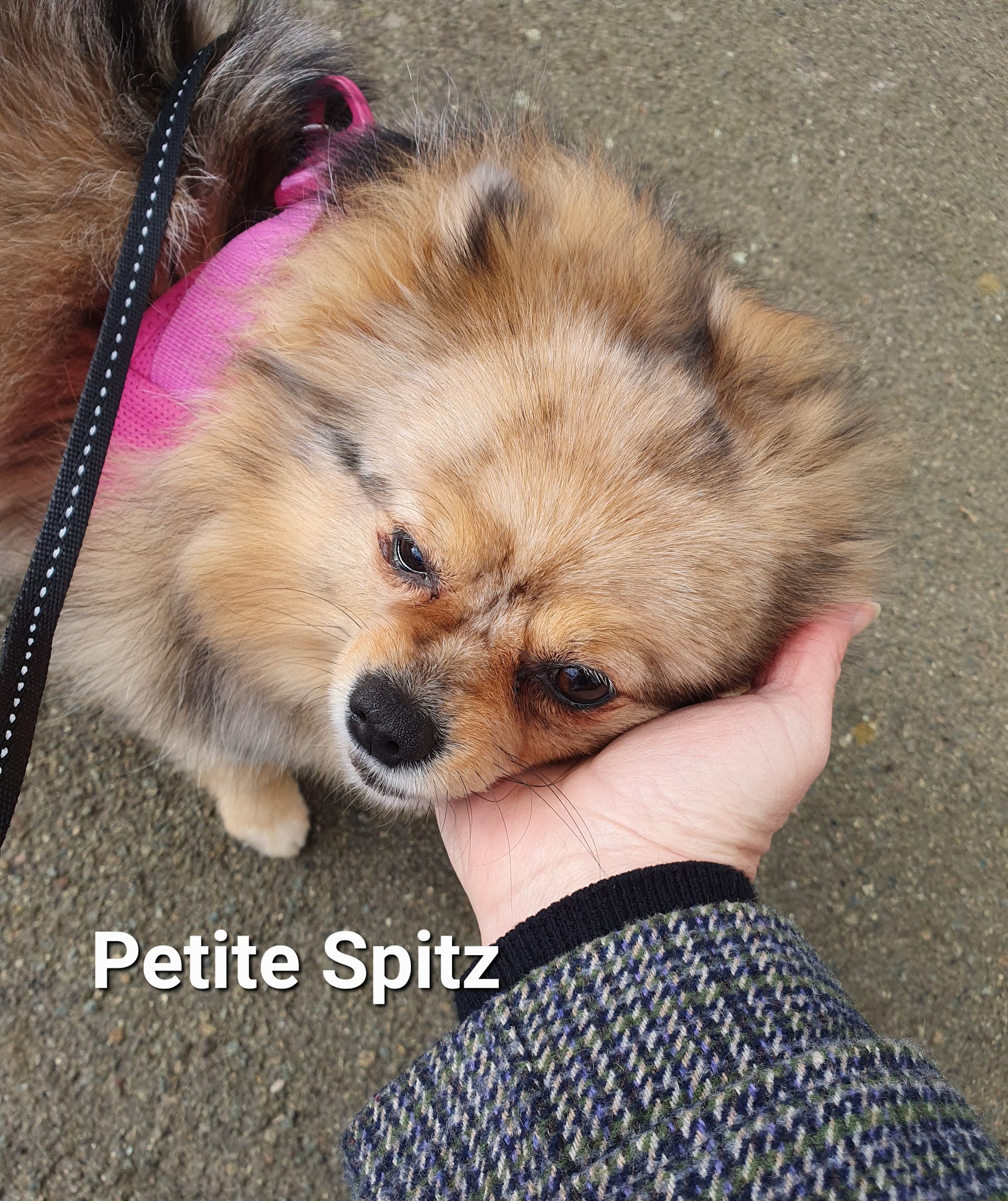 Gaëlle Petsitting — photo