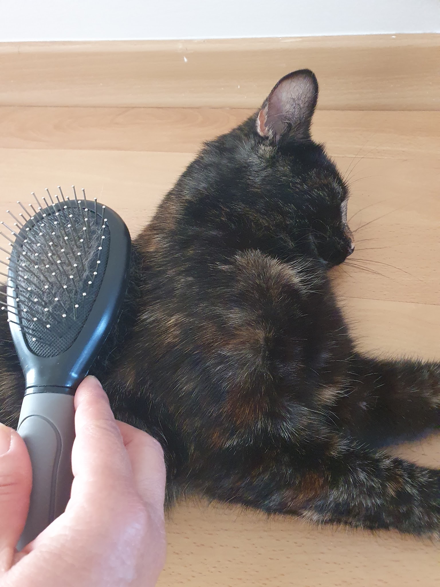 Gaëlle Petsitting — photo