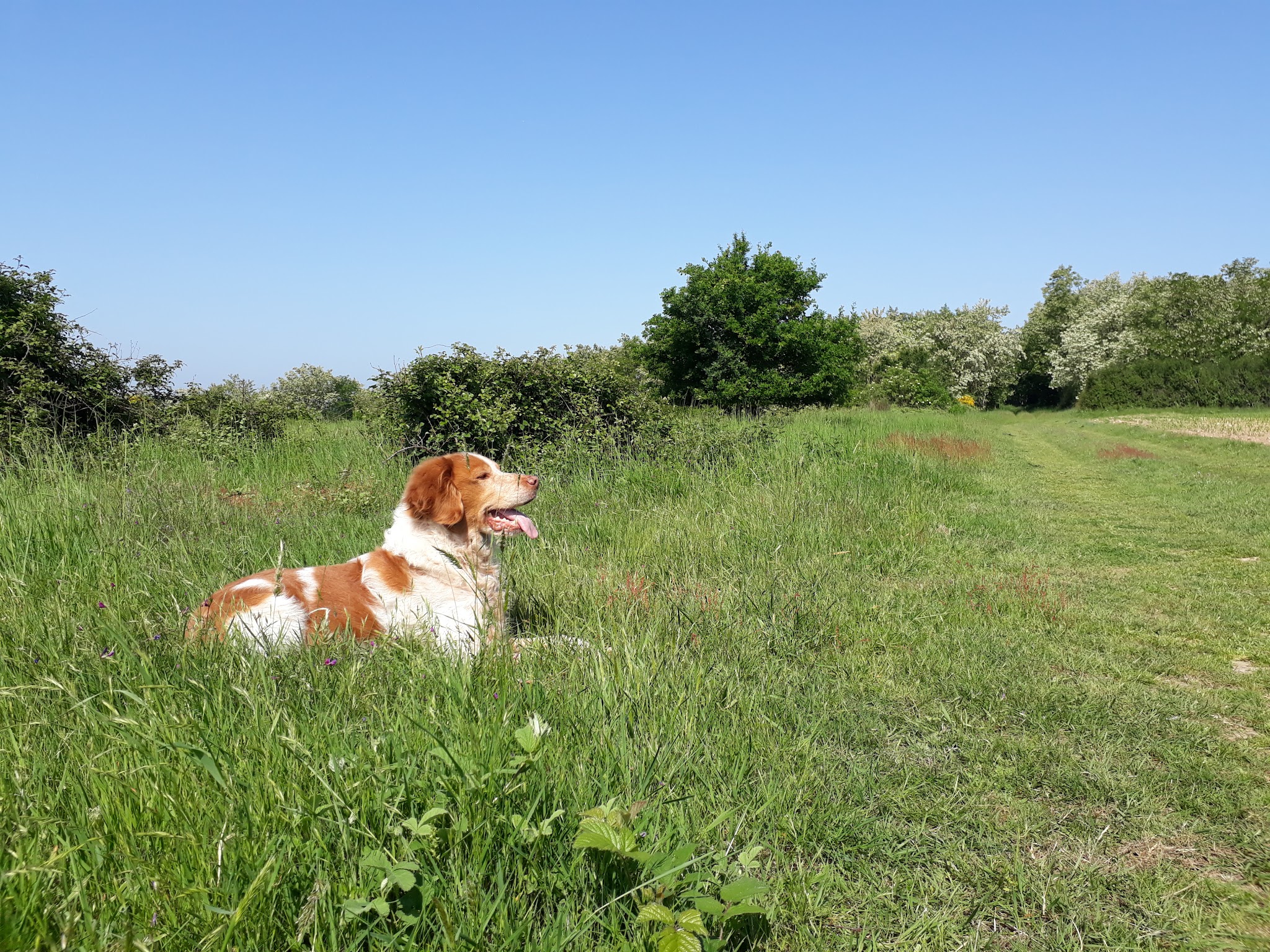 Au Fil des Animaux - éducatrice comportementaliste chiens, chats, lapins