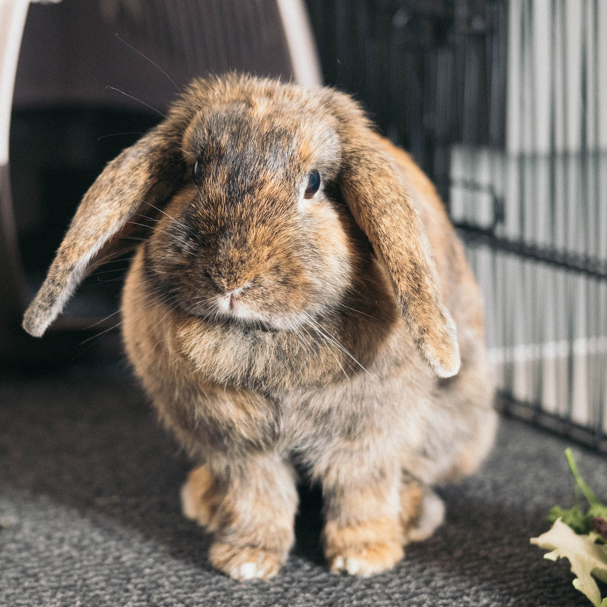 Au Fil des Animaux - éducatrice comportementaliste chiens, chats, lapins — photo