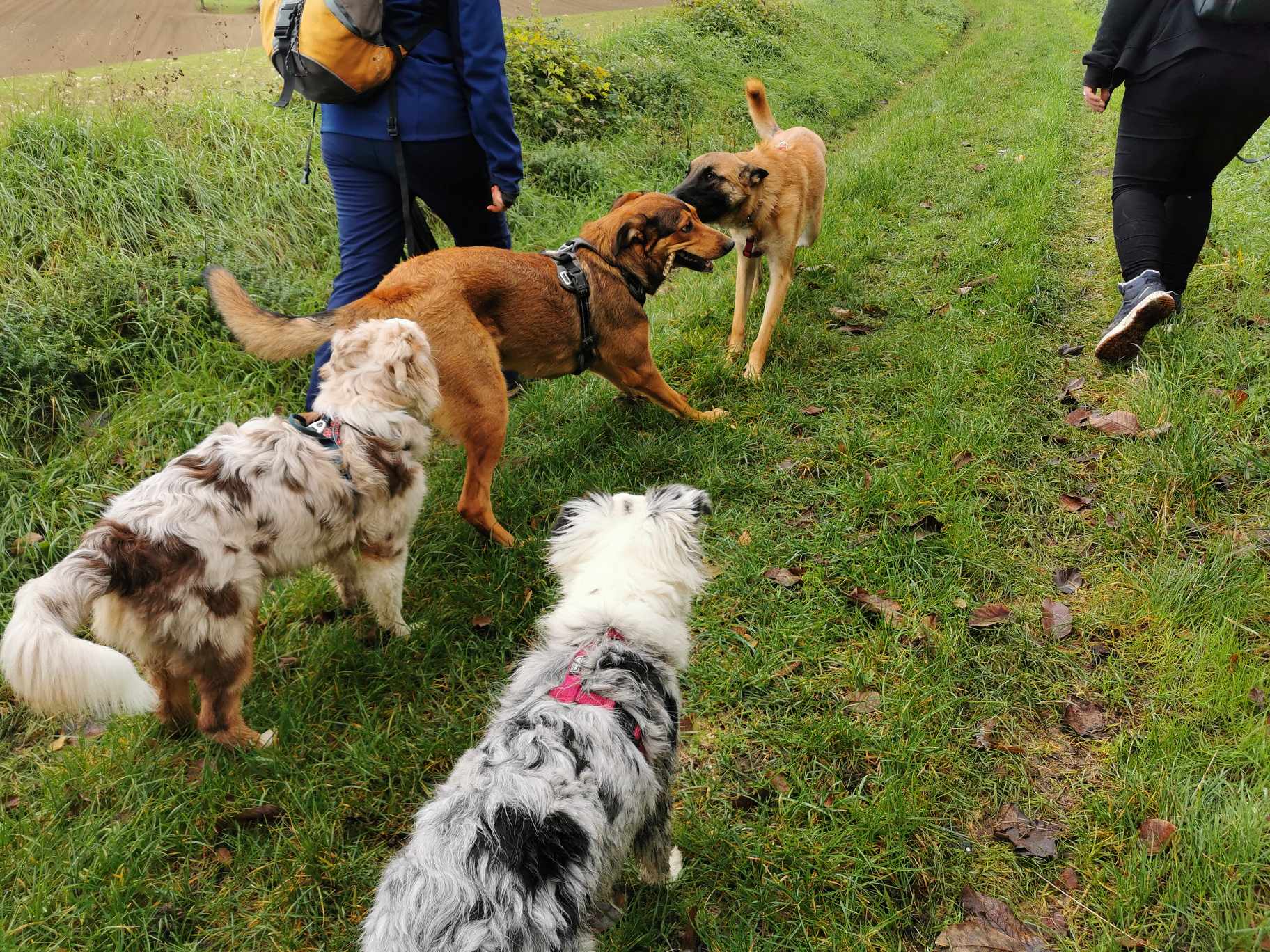 Au Fil des Animaux - éducatrice comportementaliste chiens, chats, lapins — photo
