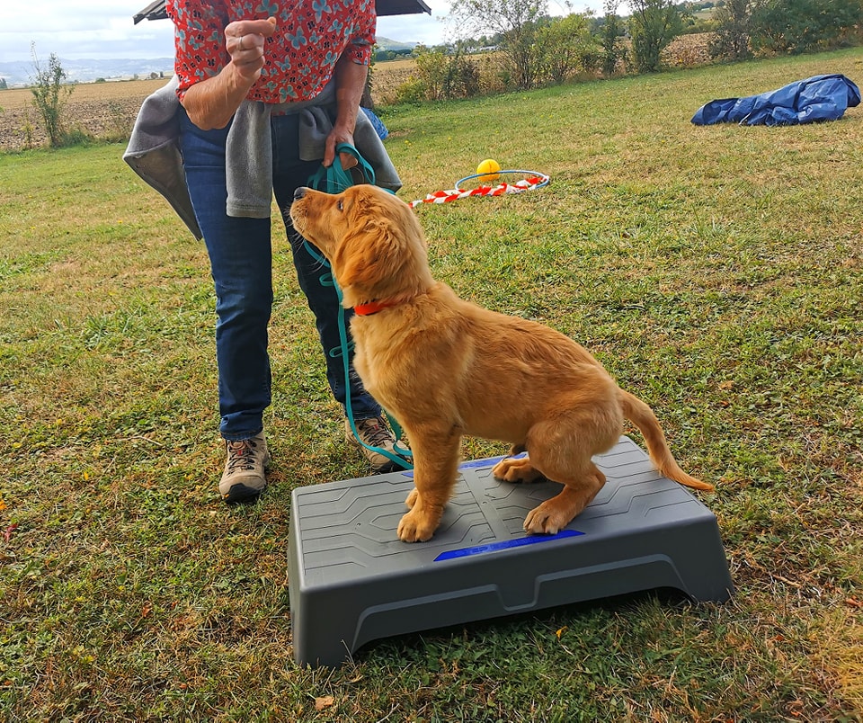 Au Fil des Animaux - éducatrice comportementaliste chiens, chats, lapins — photo