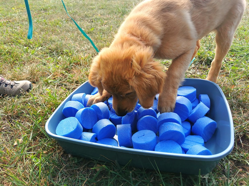 Au Fil des Animaux - éducatrice comportementaliste chiens, chats, lapins — photo