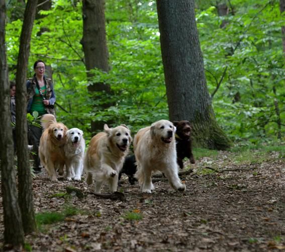 Doggies et Compagnie — photo