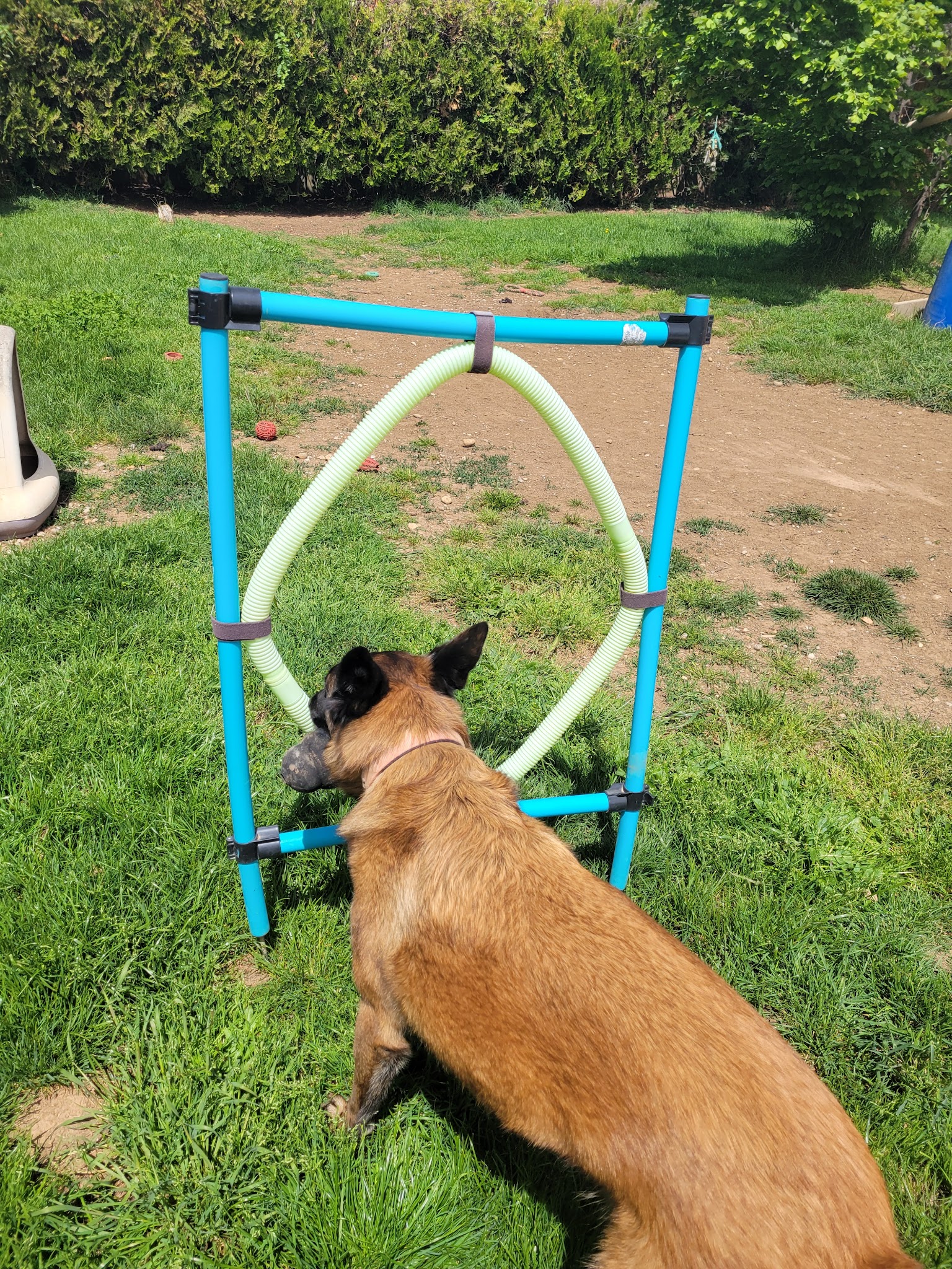crèche canine 04 — photo