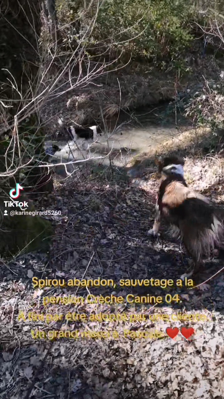 crèche canine 04 — photo