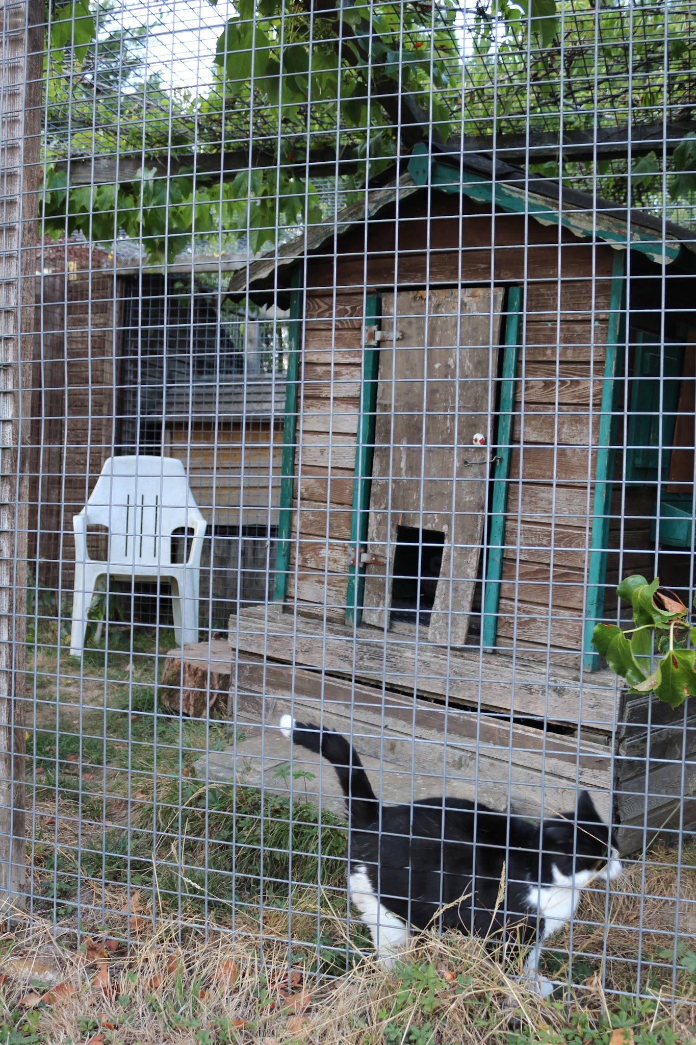 Pension canine féline équine du domaine de Buchepot — photo