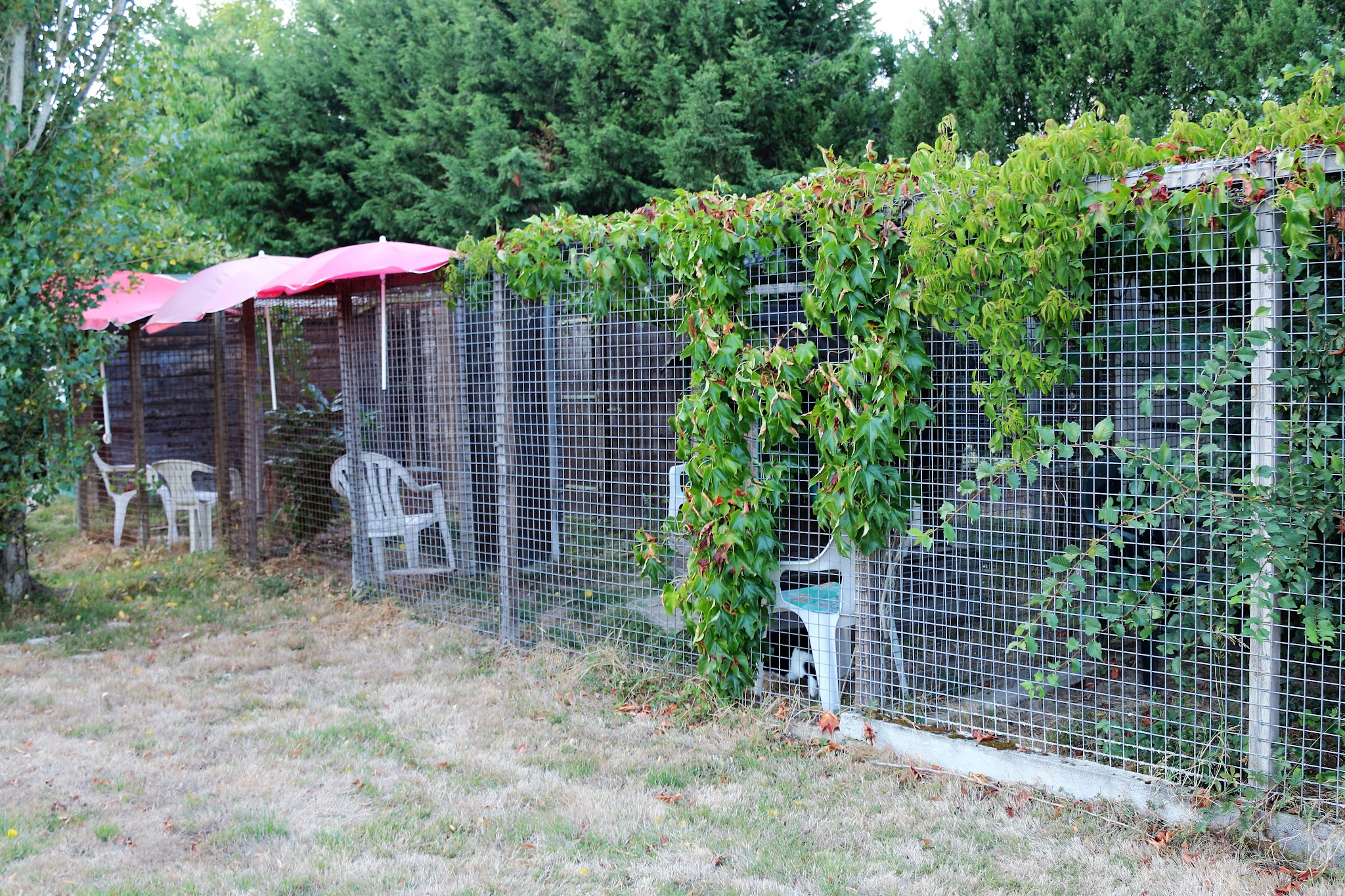 Pension canine féline équine du domaine de Buchepot — photo
