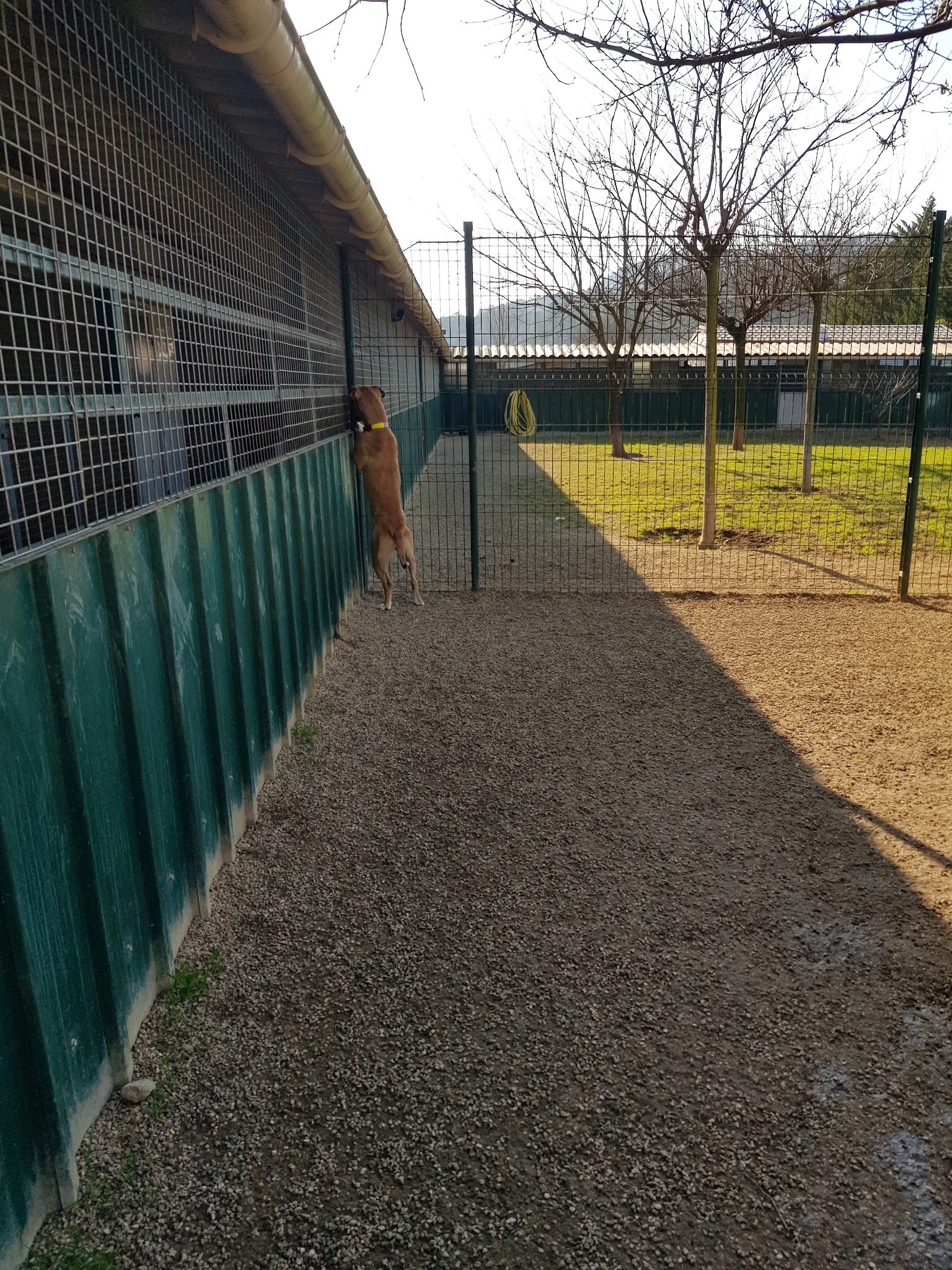 Pension Canine De La Loube — photo