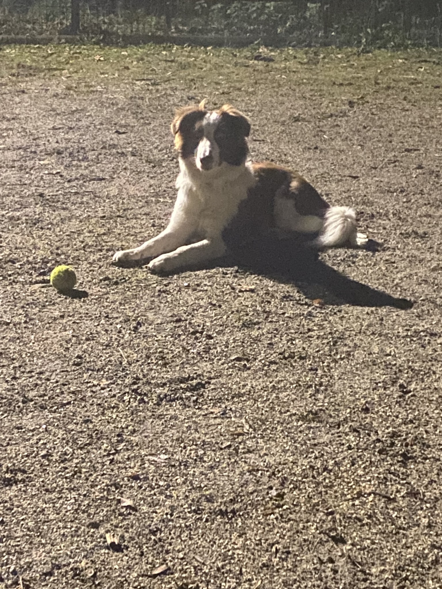 Mon Pti Loup — photo