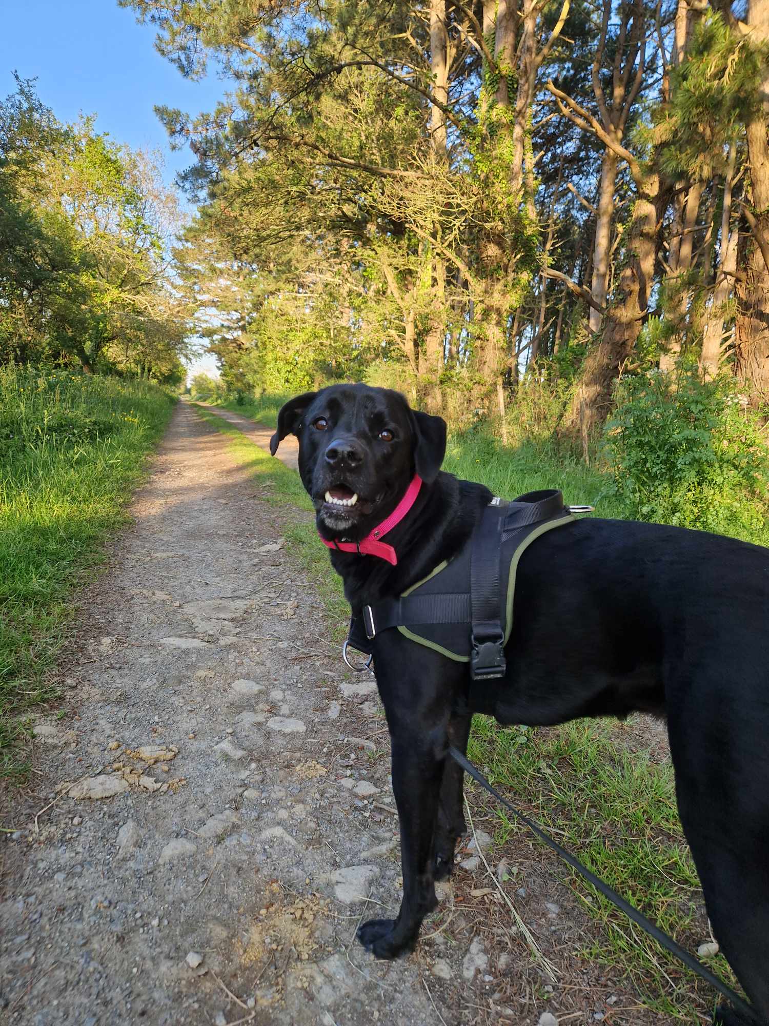 sos garde d'animaux — photo
