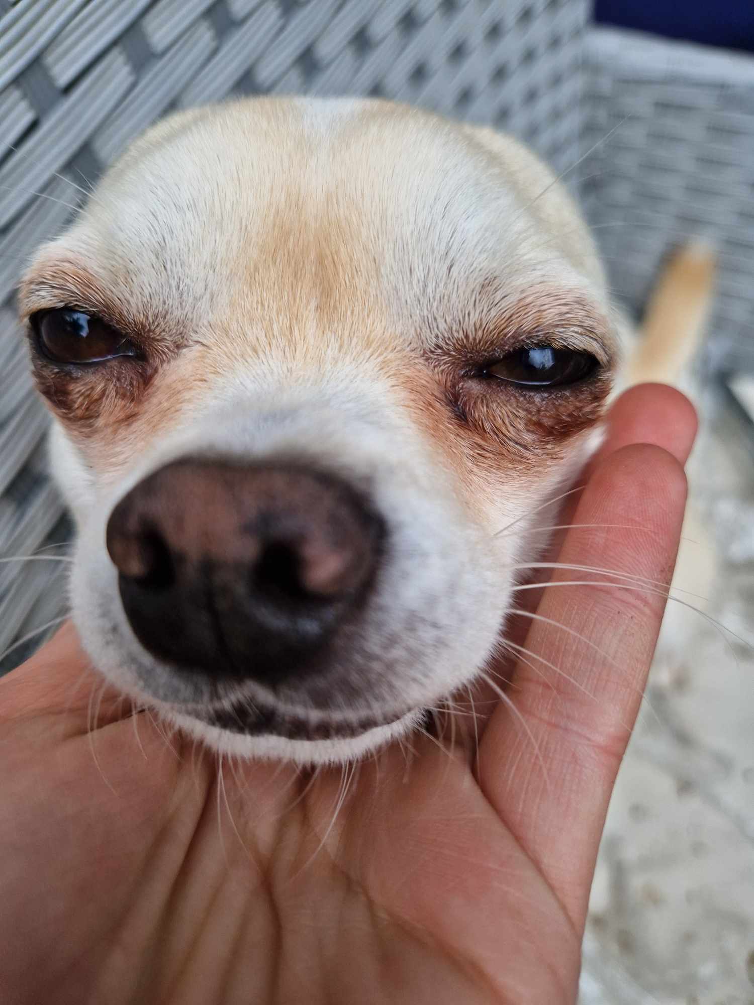 sos garde d'animaux — photo