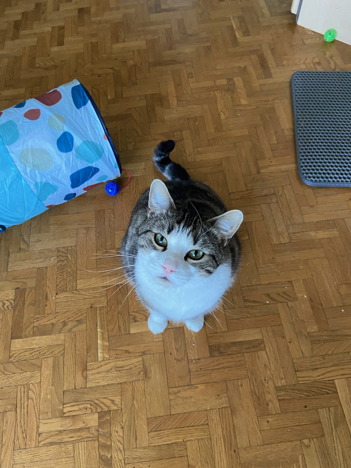 Sam’ Animaux — photo