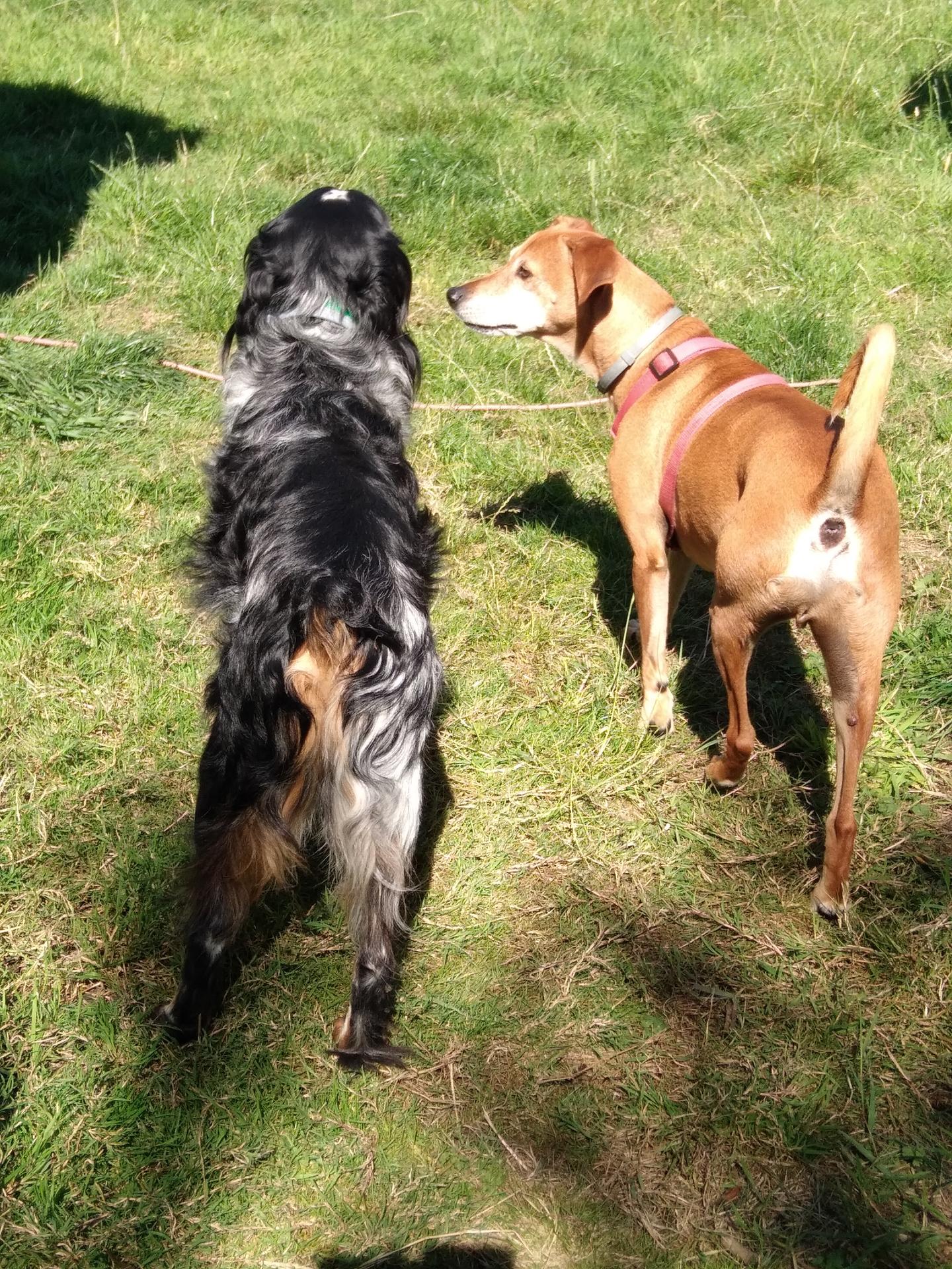 Gite canin du flo vert — photo