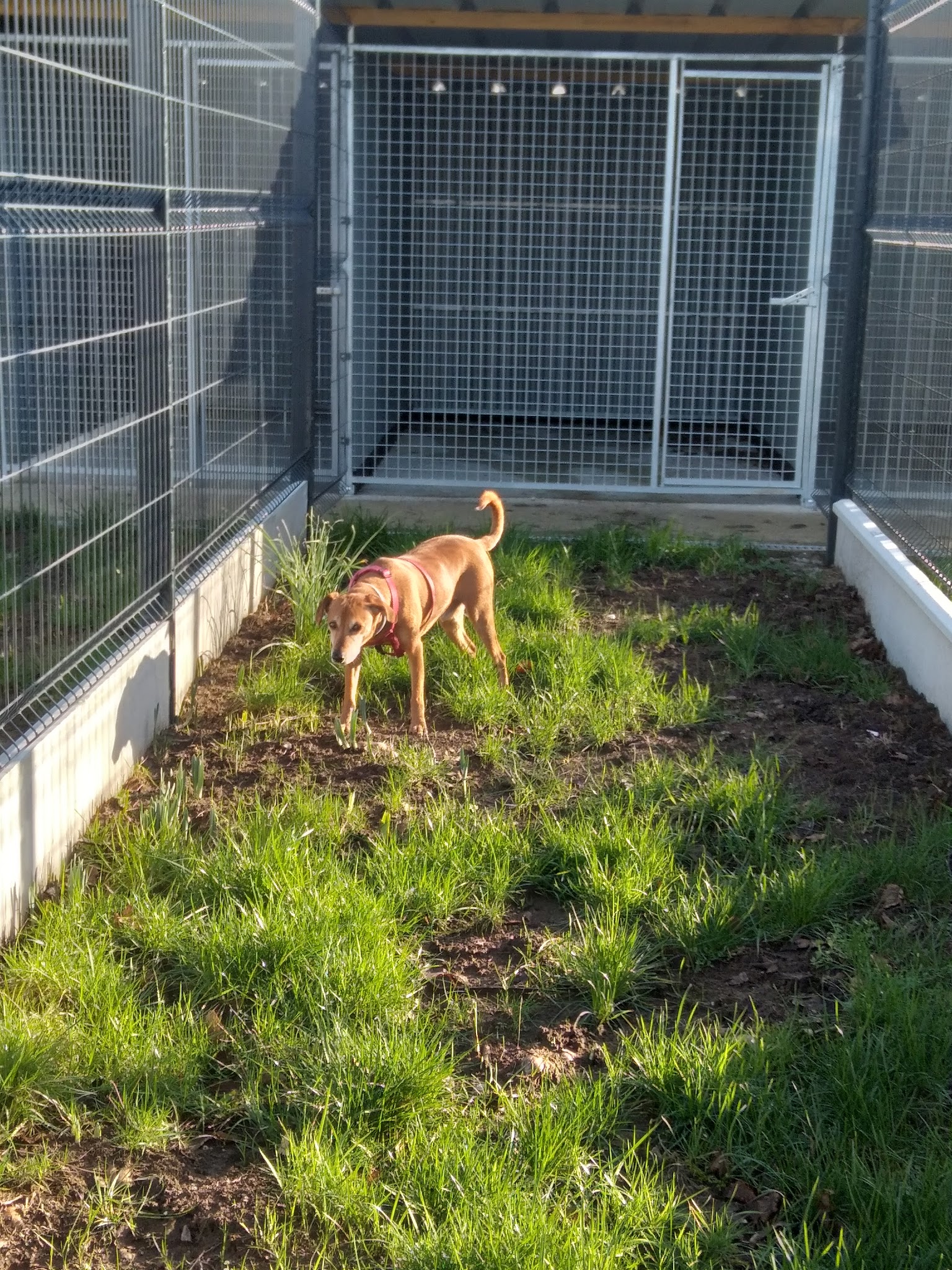 Gite canin du flo vert — photo