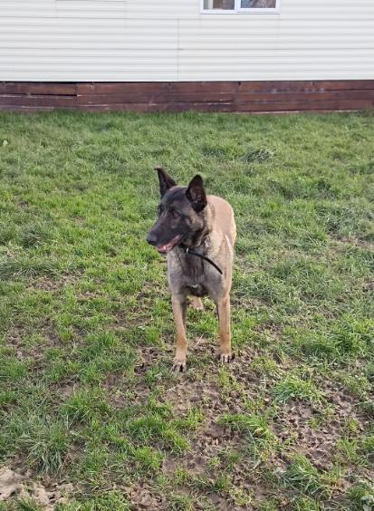 Gite canin du flo vert — photo